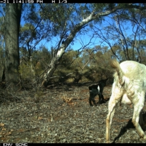 Capra hircus at Irymple, NSW - 21 Jun 2018 01:41 PM