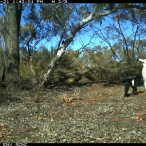 Capra hircus at Irymple, NSW - 21 Jun 2018 01:41 PM