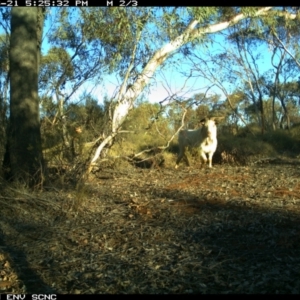 Capra hircus at Irymple, NSW - 21 Jun 2018