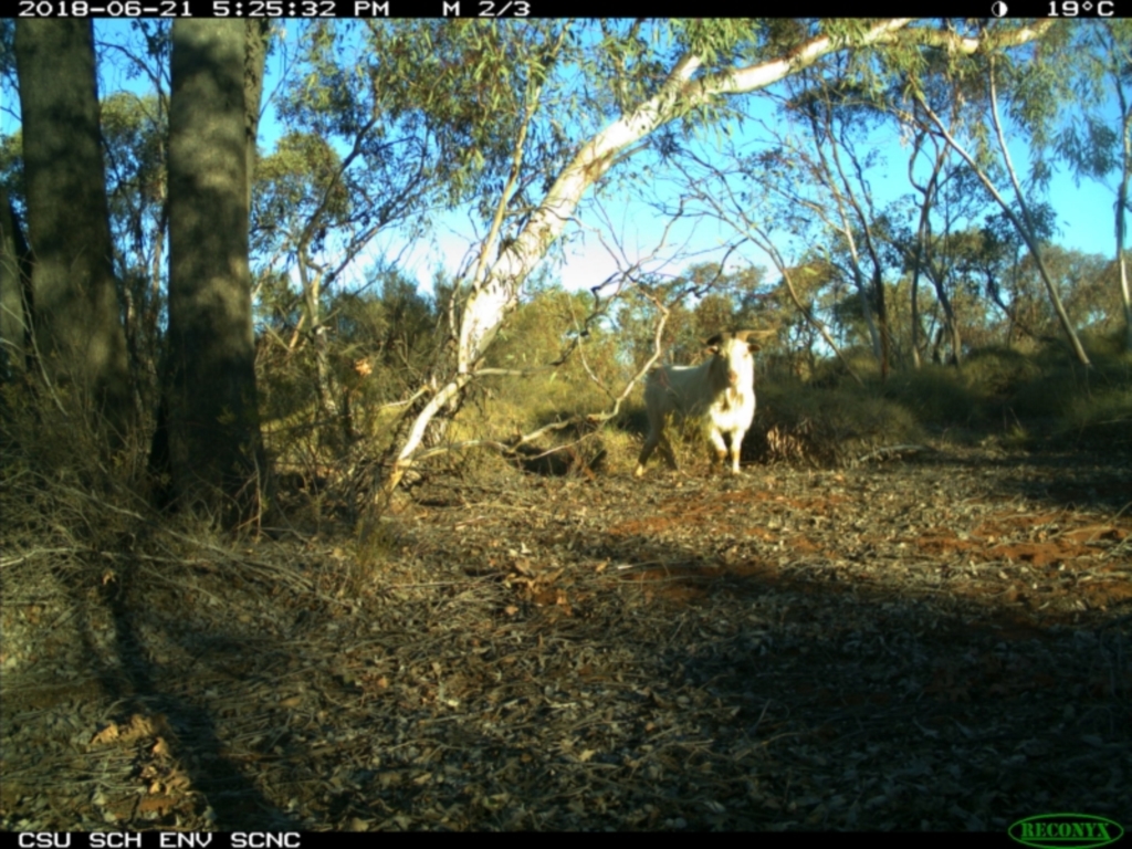 Capra hircus at Irymple, NSW - 21 Jun 2018