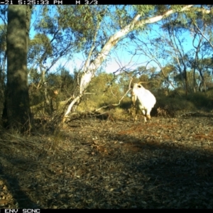 Capra hircus at Irymple, NSW - 21 Jun 2018