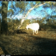 Capra hircus at Irymple, NSW - 21 Jun 2018