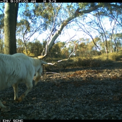 Capra hircus (Goat) at Irymple, NSW - 22 Jun 2018 by Darcy