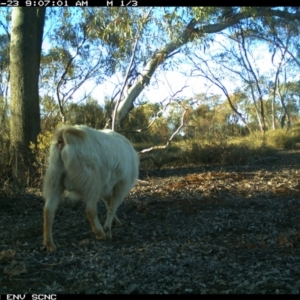 Capra hircus at Irymple, NSW - 23 Jun 2018 09:07 AM