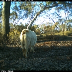 Capra hircus at Irymple, NSW - 23 Jun 2018 09:07 AM