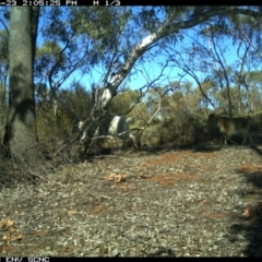 Capra hircus (Wild Goat) at Irymple, NSW - 23 Jun 2018 by Darcy