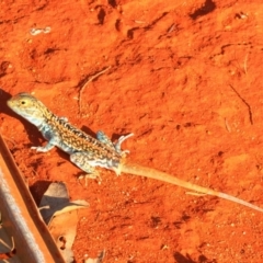 Ctenophorus pictus (Painted Dragon) at Yathong Nature Reserve - 2 Oct 2019 by Harrisi