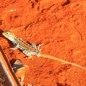 Ctenophorus pictus at Irymple, NSW - 2 Oct 2019 04:25 PM