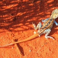 Ctenophorus pictus at Irymple, NSW - 2 Oct 2019 04:25 PM