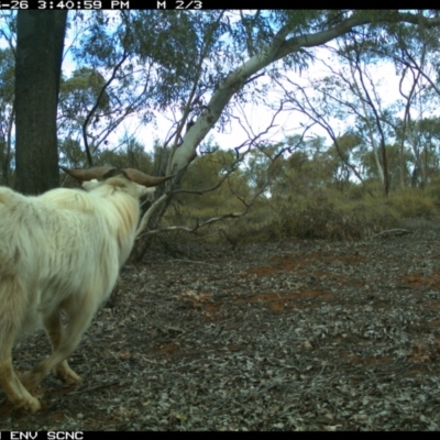 Capra hircus (Goat) at Irymple, NSW - 26 Jun 2018 by Darcy