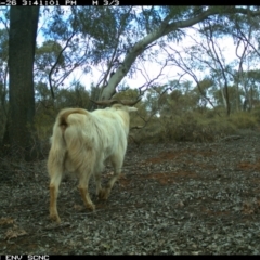 Capra hircus at Irymple, NSW - 26 Jun 2018 03:41 PM