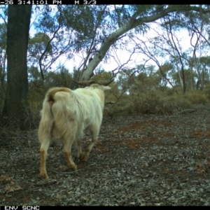 Capra hircus at Irymple, NSW - 26 Jun 2018