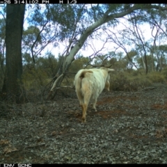 Capra hircus at Irymple, NSW - 26 Jun 2018 03:41 PM