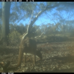 Macropus giganteus (Eastern Grey Kangaroo) at Yathong Nature Reserve - 1 Jul 2018 by Darcy