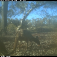 Macropus giganteus at Irymple, NSW - 2 Jul 2018