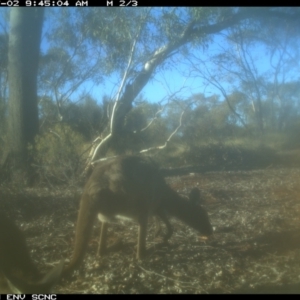 Macropus giganteus at Irymple, NSW - 2 Jul 2018 09:45 AM