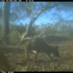 Macropus giganteus at Irymple, NSW - 2 Jul 2018 09:45 AM