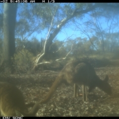 Macropus giganteus at Irymple, NSW - 2 Jul 2018 09:45 AM