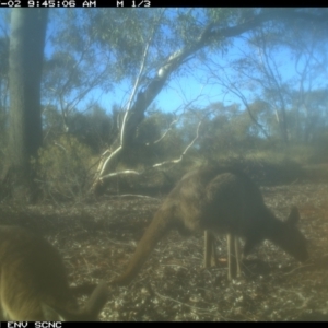 Macropus giganteus at Irymple, NSW - 2 Jul 2018
