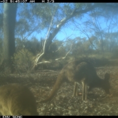 Macropus giganteus at Irymple, NSW - 2 Jul 2018 09:45 AM