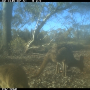 Macropus giganteus at Irymple, NSW - 2 Jul 2018 09:45 AM