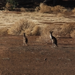 Macropus giganteus (Eastern Grey Kangaroo) at Irymple, NSW - 19 Jun 2018 by Darcy