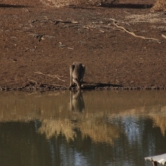 Macropus giganteus at Irymple, NSW - 19 Jun 2018 08:34 AM