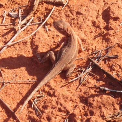 Unidentified Dragon at Irymple, NSW - 2 Oct 2019 by Harrisi