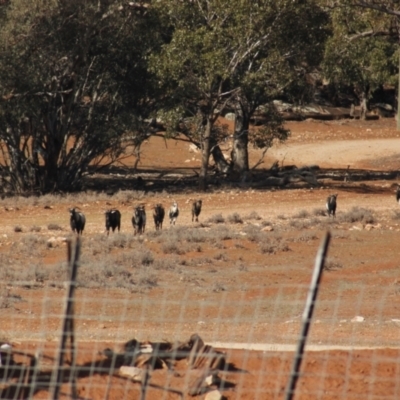 Capra hircus (Wild Goat) at Irymple, NSW - 19 Jun 2018 by Darcy