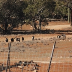 Capra hircus at Irymple, NSW - 19 Jun 2018 08:46 AM