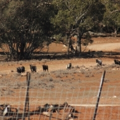 Capra hircus at Irymple, NSW - 19 Jun 2018