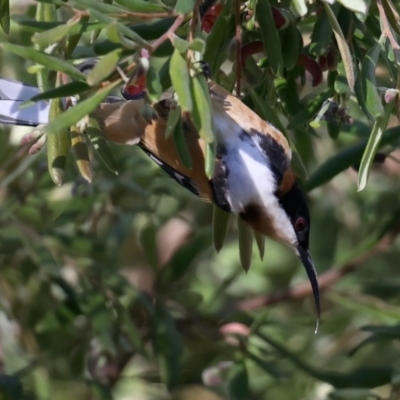 Acanthorhynchus tenuirostris (Eastern Spinebill) at Acton, ACT - 9 Aug 2021 by jb2602