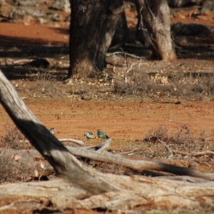 Barnardius zonarius at Irymple, NSW - 19 Jun 2018 08:51 AM