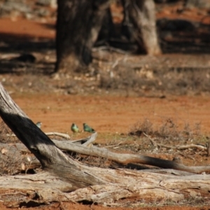 Barnardius zonarius at Irymple, NSW - 19 Jun 2018