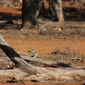 Barnardius zonarius at Irymple, NSW - 19 Jun 2018 08:51 AM