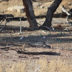 Barnardius zonarius (Australian Ringneck) at Irymple, NSW - 19 Jun 2018 by Darcy