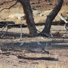 Lophochroa leadbeateri leadbeateri (Pink Cockatoo) at Irymple, NSW - 19 Jun 2018 by Darcy