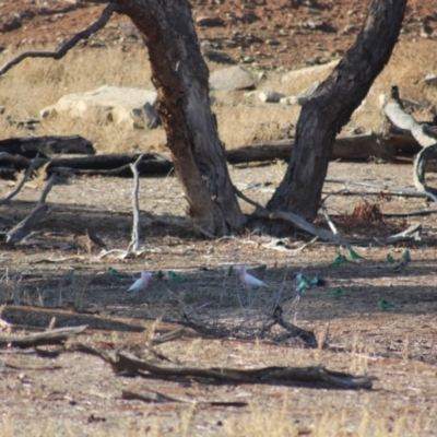 Lophochroa leadbeateri leadbeateri (Pink Cockatoo) at Irymple, NSW - 19 Jun 2018 by Darcy