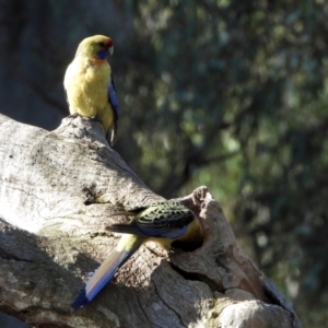 Platycercus elegans flaveolus at Splitters Creek, NSW - 21 Aug 2021