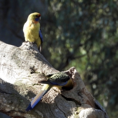 Platycercus elegans flaveolus (Yellow Rosella) at Albury - 21 Aug 2021 by WingsToWander