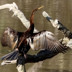 Anhinga novaehollandiae (Australasian Darter) at Albury - 21 Aug 2021 by WingsToWander