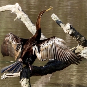 Anhinga novaehollandiae at Splitters Creek, NSW - 21 Aug 2021 03:52 PM