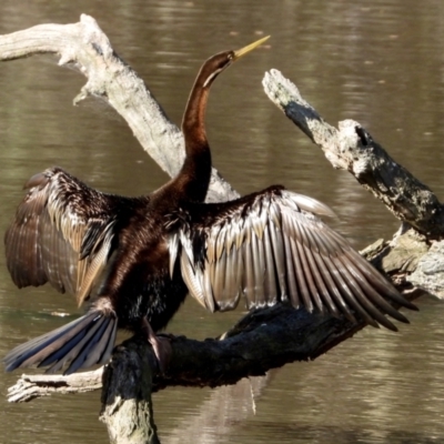 Anhinga novaehollandiae (Australasian Darter) at Splitters Creek, NSW - 21 Aug 2021 by WingsToWander