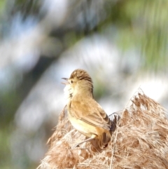 Acrocephalus australis (Australian Reed-Warbler) at Albury - 21 Aug 2021 by WingsToWander