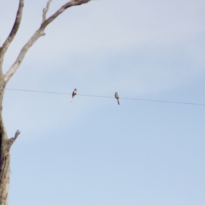 Northiella haematogaster at Irymple, NSW - 19 Jun 2018 08:33 AM