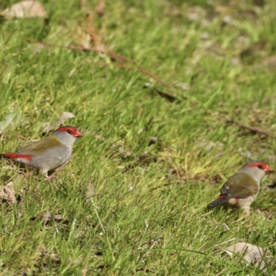 Neochmia temporalis (Red-browed Finch) at Wonga Wetlands - 21 Aug 2021 by WingsToWander