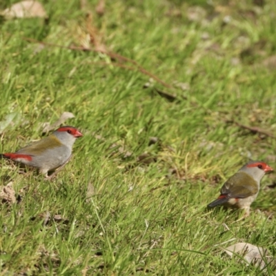 Neochmia temporalis (Red-browed Finch) at Splitters Creek, NSW - 21 Aug 2021 by WingsToWander