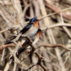 Hirundo neoxena (Welcome Swallow) at Albury - 21 Aug 2021 by WingsToWander