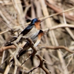 Hirundo neoxena (Welcome Swallow) at Wonga Wetlands - 21 Aug 2021 by WingsToWander