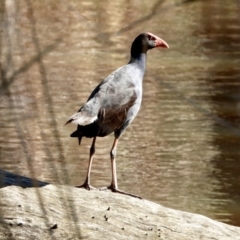 Porphyrio melanotus (Australasian Swamphen) at Wonga Wetlands - 21 Aug 2021 by WingsToWander